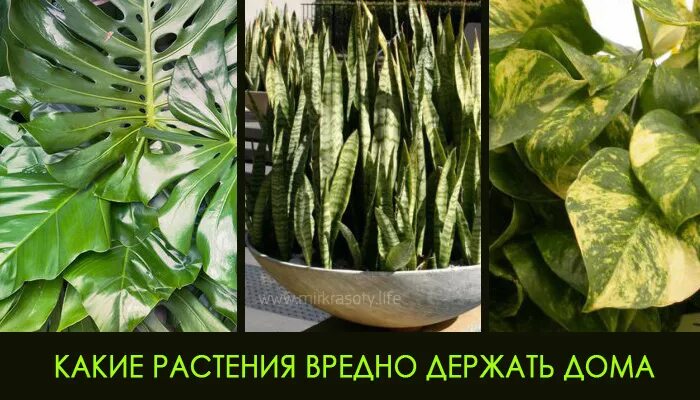 вредные для дома комнатные цветы. монстера крупнолистная. вредно держать дома. ядовитое комнатное растение диффенбахия. вредно держать дома.