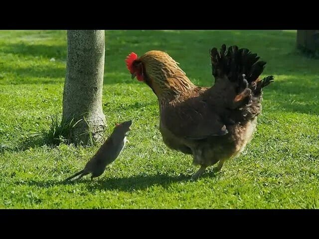 Включи видео кури. Куры в иссе. Курица домашняя птица. Включи видео кури. Включи видео кури.