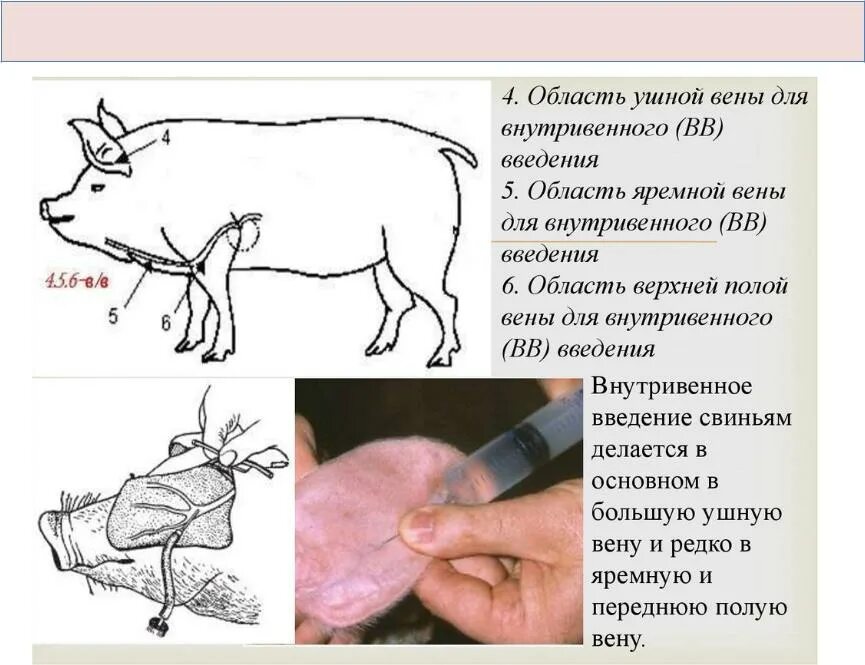 Артерия у свиньи где находится фото. Внутривенное Введение свиньям. Сонная артерия у поросенка.