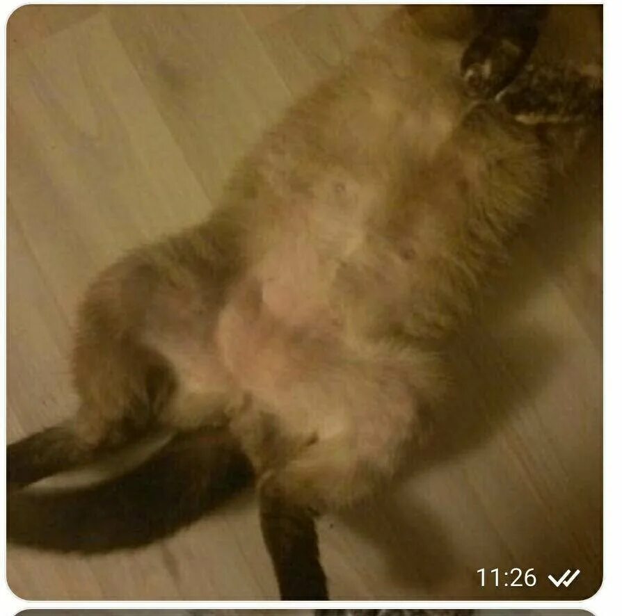 Шерсть на задних лапах кошки