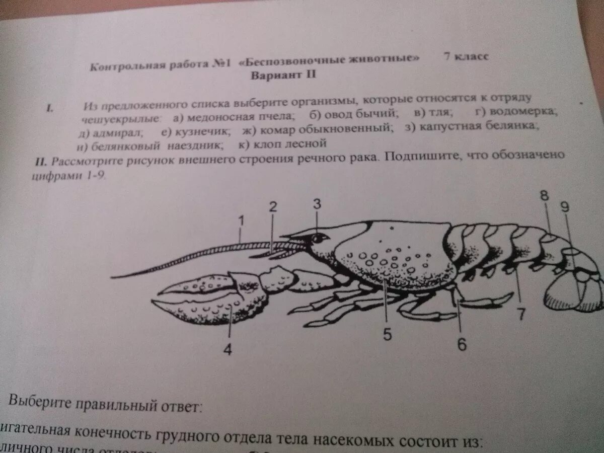 Какие функции выполняет речной рак