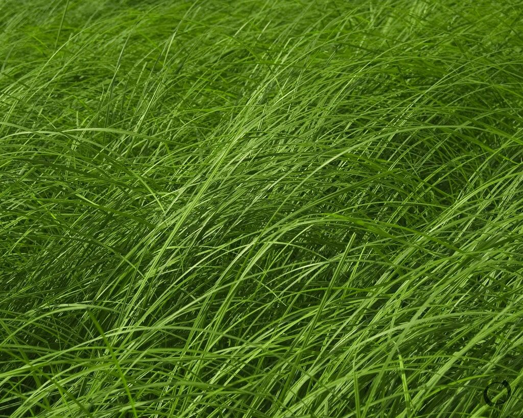 Grass network. Трава сетяшка\. Трава сет n6. Mev сета растение. 2d сет трава тропинка куст.