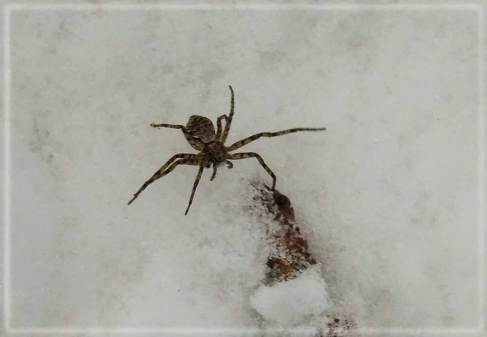 пауки зимой. что едят пауки зимой. пауки зимой. пауки зимой. зимний паук.