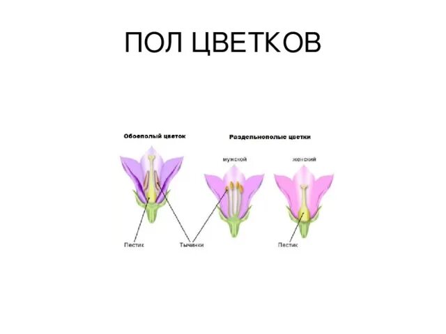 Урок биологии 6 класс строение цветка. Схема строения цветка однодомного растения. схема строения цветков однодомного растения. схема строения цветков однодомного растения биология 6 класс. тюльпан однодомное.