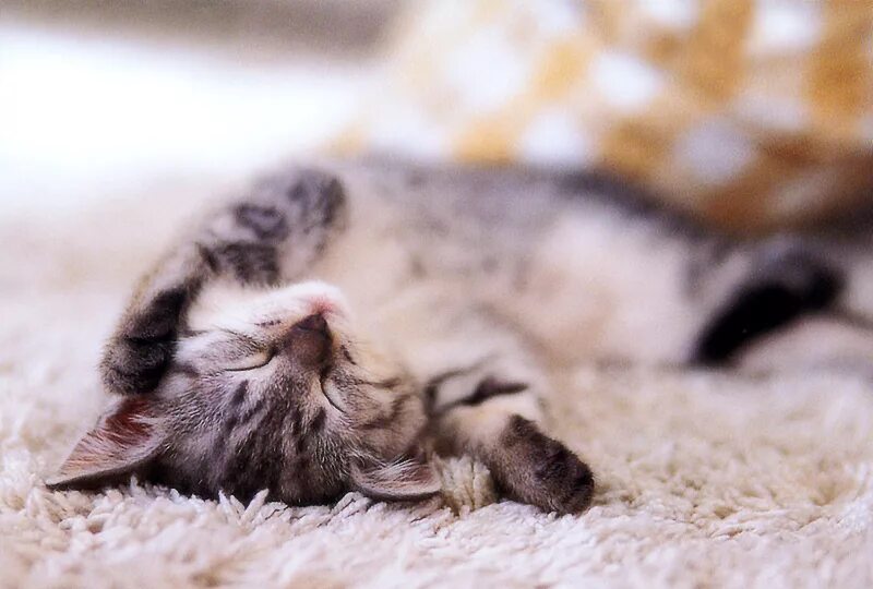 Кот нежится. Котенок лежит на спине. котенок лежит. котенок валяется. кот спящий на спине.