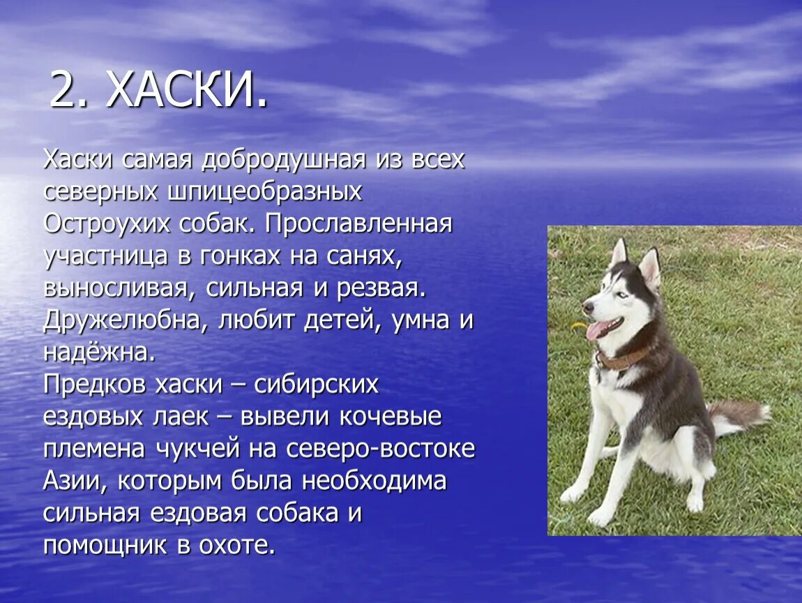 Я хочу рассказать о собаке. Сообщение о породе собак хаски. Рассказ о собаке. Доклад про собаку. Описание любой собаки.