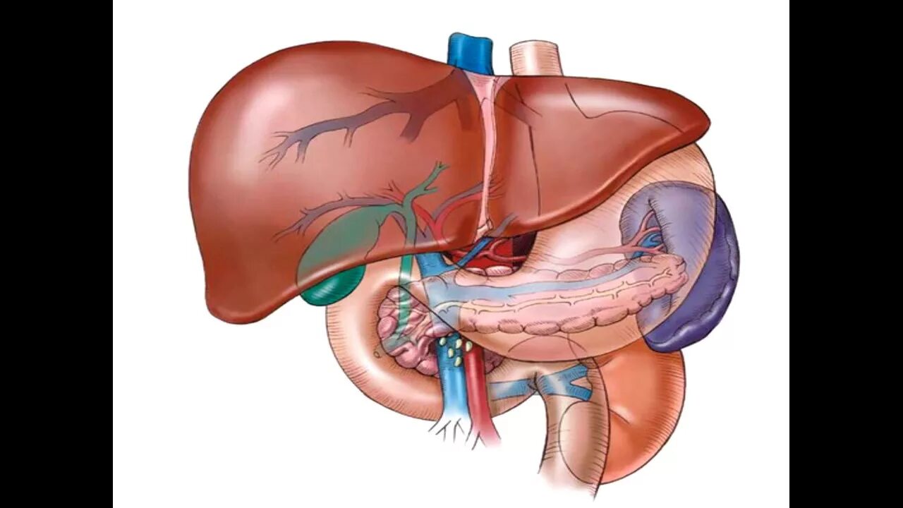 Железы печени и почек. Селезенка в брюшной полости. Печень и селезенка анатомия.