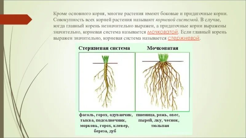 Маленький какой будет корень. Строение пшеницы придаточный корень. Мочковатая корневая система пшеницы. Корневая система ржи и фасоли. Тип корневой системы у фасоли.