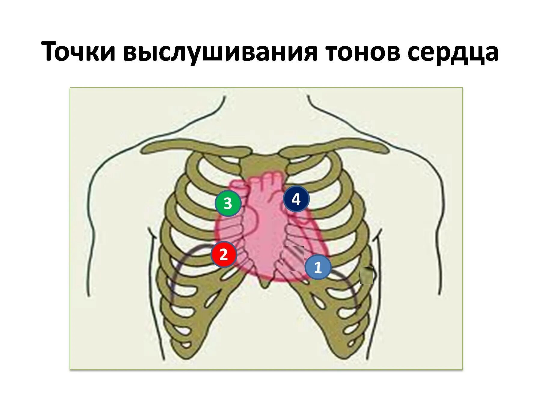 Точки выслушивания клапанов сердца. Точки аускультации клапанов сердца. Точки аускультации тонов сердца. Точки выслушивания тонов сердца. Клапаны сердца на грудной клетке