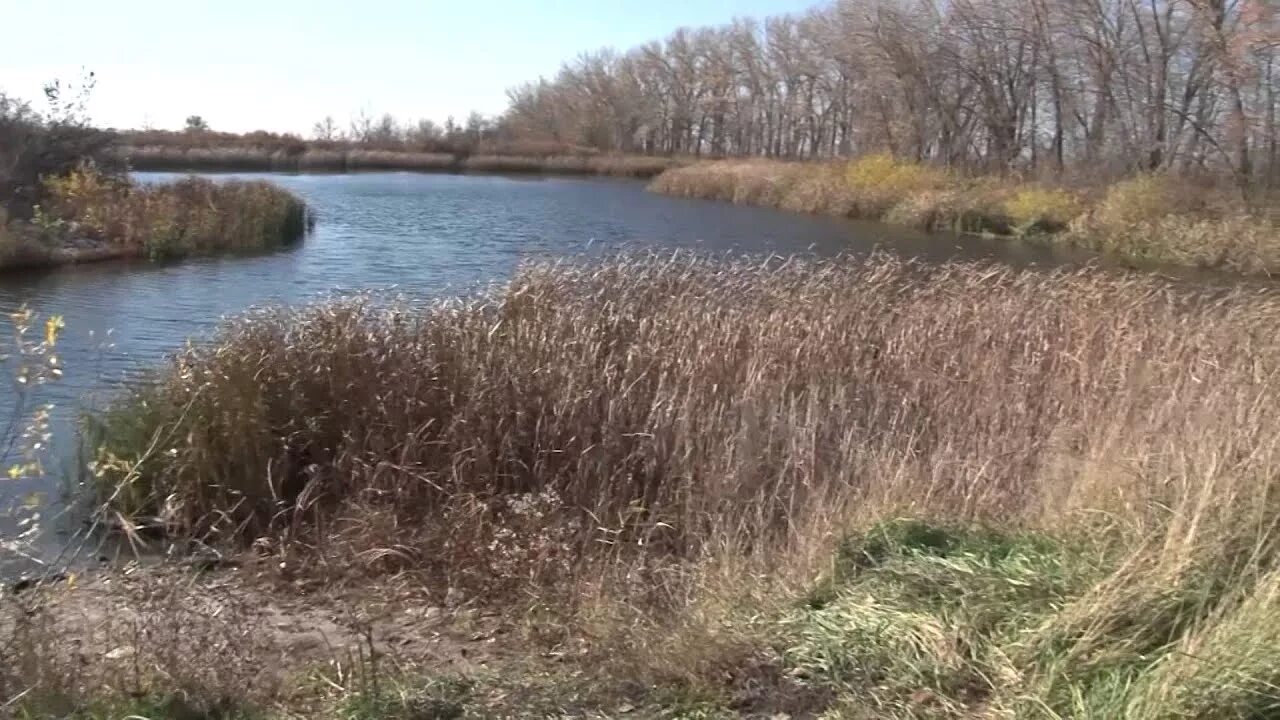 Донские озера Калач Воронежская область. Природа Калача Воронежской области. Ставок в Калаче Воронежской. Река Подгорная город Калач Воронежская область.