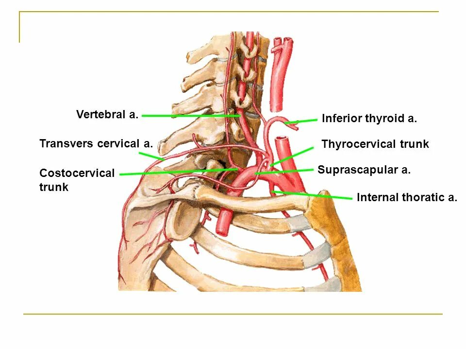 V1 сегмент позвоночных артерий. Subclavian artery. Costocervical Trunk.