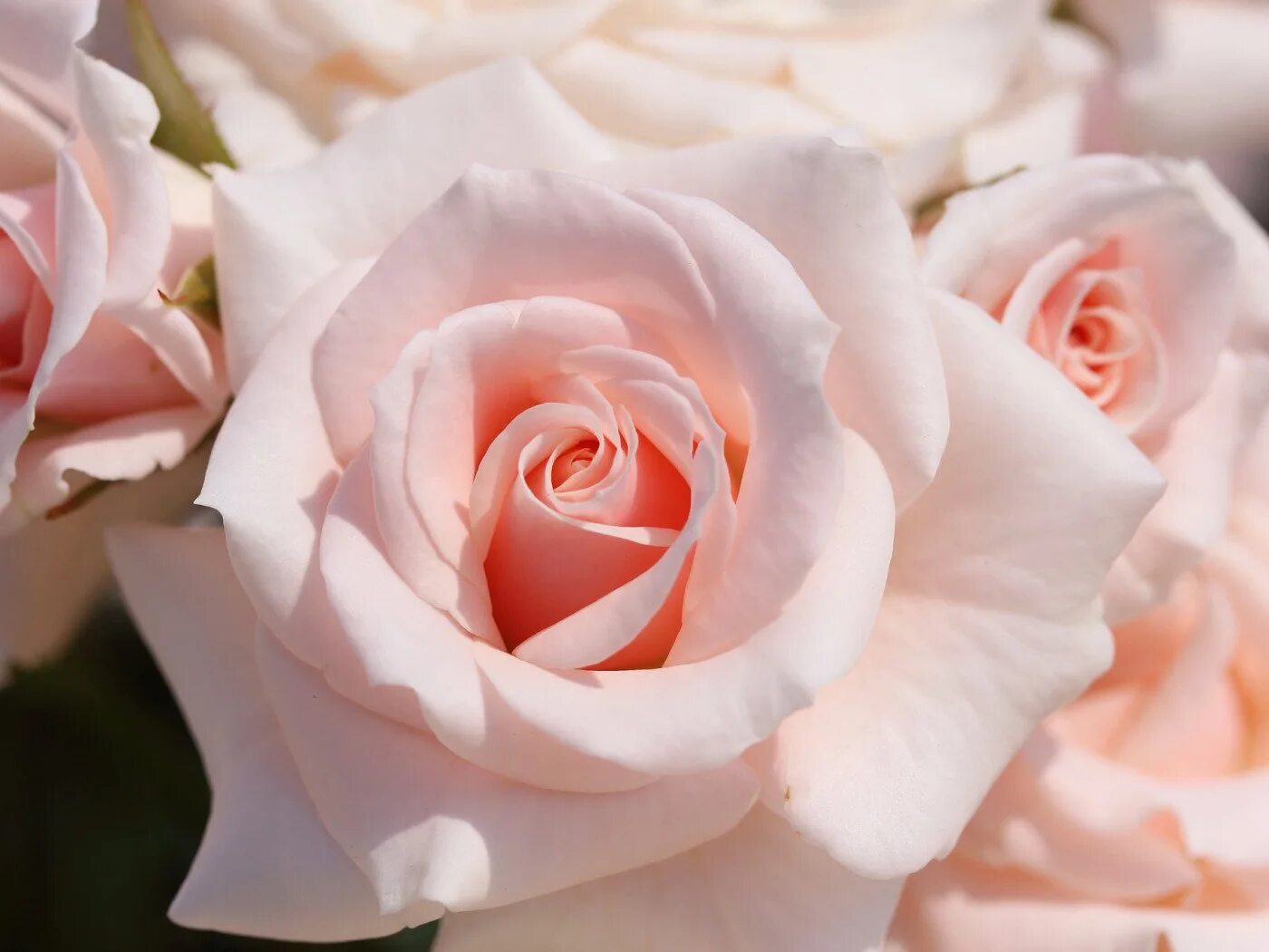 Нежные розы. Бело розовые розы. Бледно розовые розы.