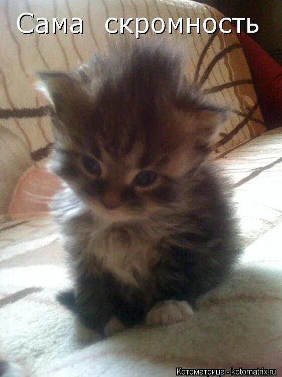 Милые цитаты. Прикольные высказывания про скромность. Смешные фразы про скромность. Цитаты про скромность смешные. Мужская скромность.