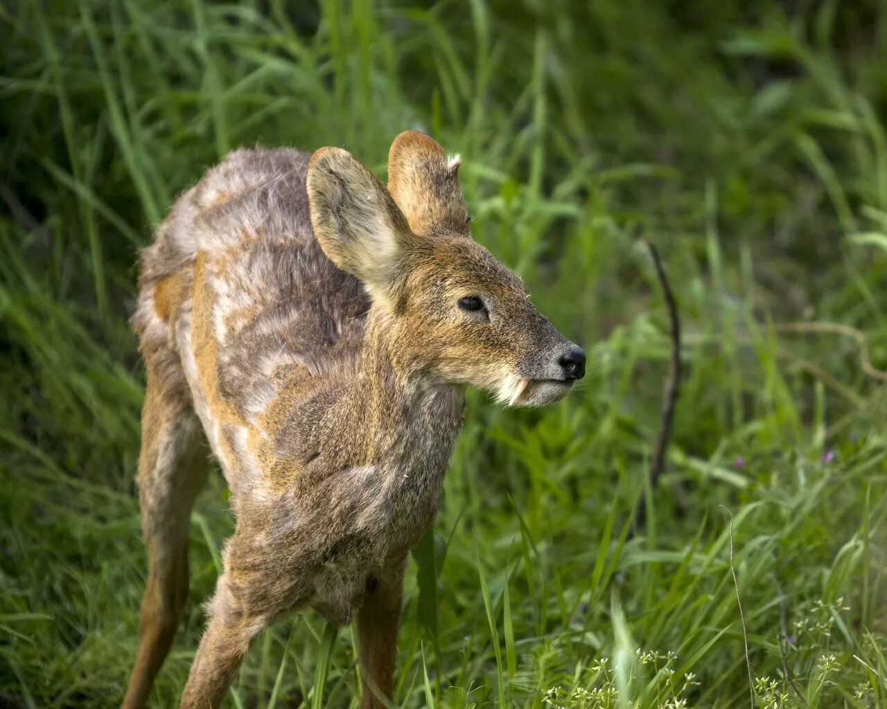 Сахалинская кабарга Moschus moschiferus sachalinensis. Сибирская кабарга. Сибирский Саблезубый олень кабарга. Водяной олень и кабарга.