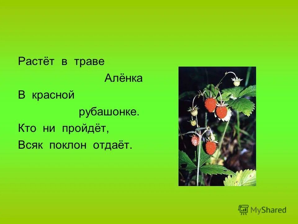На поляне у дорожки красные. Презентация ягоды для дошкольников. Красные горошки кто мимо ни. Загадки про ядовитые ягоды. Красные горошки кто мимо ни.