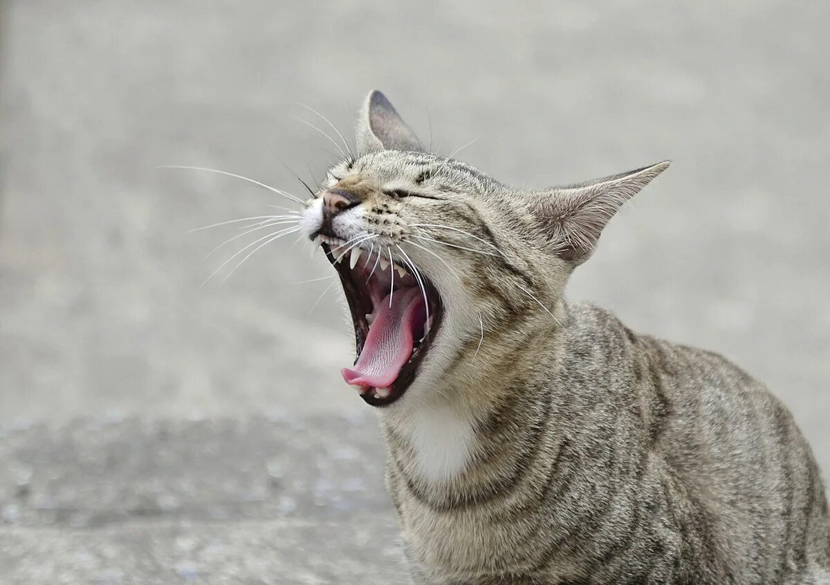 Кричащий кот. Громкий крик кота. Котофото. Громкий крик кота. Кричащий кот.