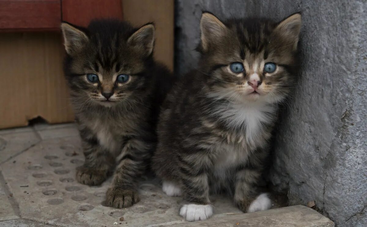 алиса котенка пожалуйста. маленькие котята которые зовут алиса. очень маленькие котята. покажи маленькие кошки. кошка алиска.
