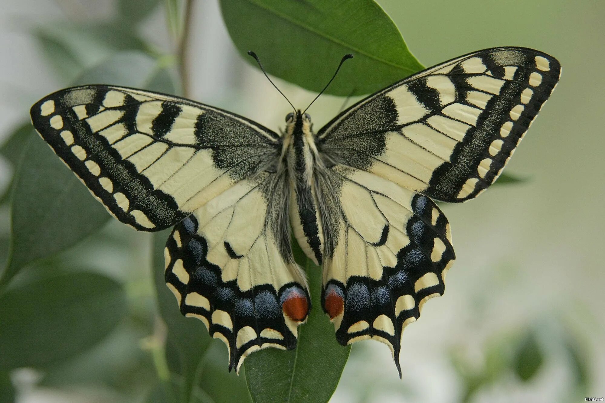 Бабочка махаон описание. Махаон (Papilio Machaon). Бабочка Папилио Махаон. Махаон бабочка Махаон. Papilio Machaon Махаон обыкновенный.