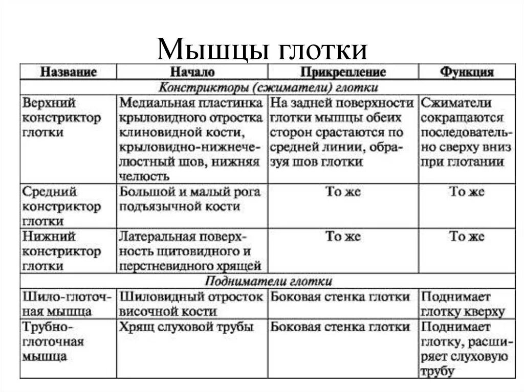 Глотка 4 буквы. Мышцы глотки начало прикрепление функции. Глотка функции таблица. Глотка строение и функции таблица. Мышцы глотки таблица.