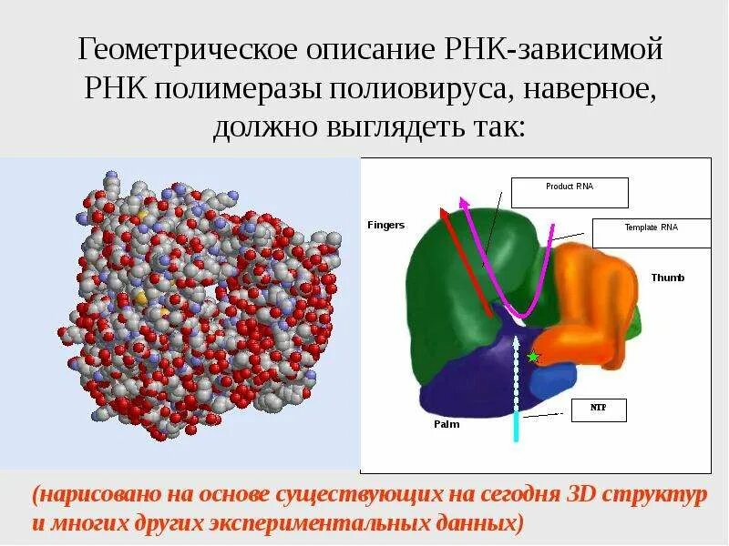 Структура ДНК зависимой РНК полимеразы. ДНК-зависимая РНК-полимераза. ДНК зависимые РНК полимеразы.