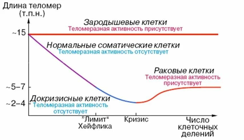 Ненаследственная изменчивость - что это, определение и ответ