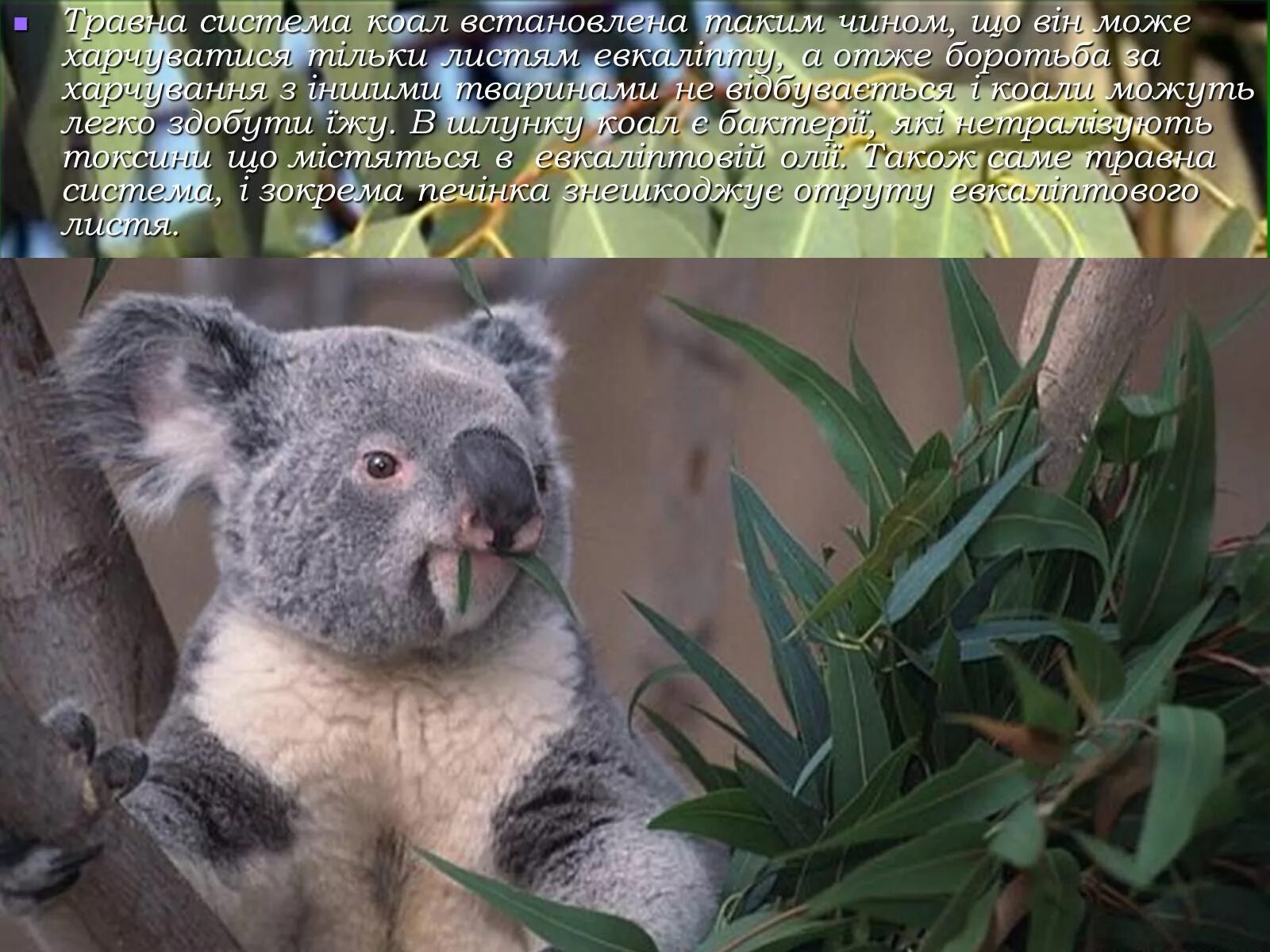 Факты о коалах. Коала. Коала фото. Коала интересные факты. Австралия коала интересные факты.