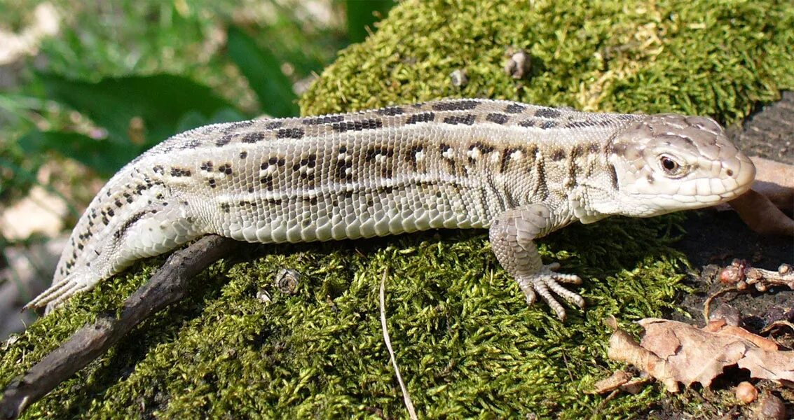 тритон ящерица. гребенчатый тритон внутреннее строение. прыткая ящерица чувашия. тритон ящерица. гребенчатый тритон на суше.