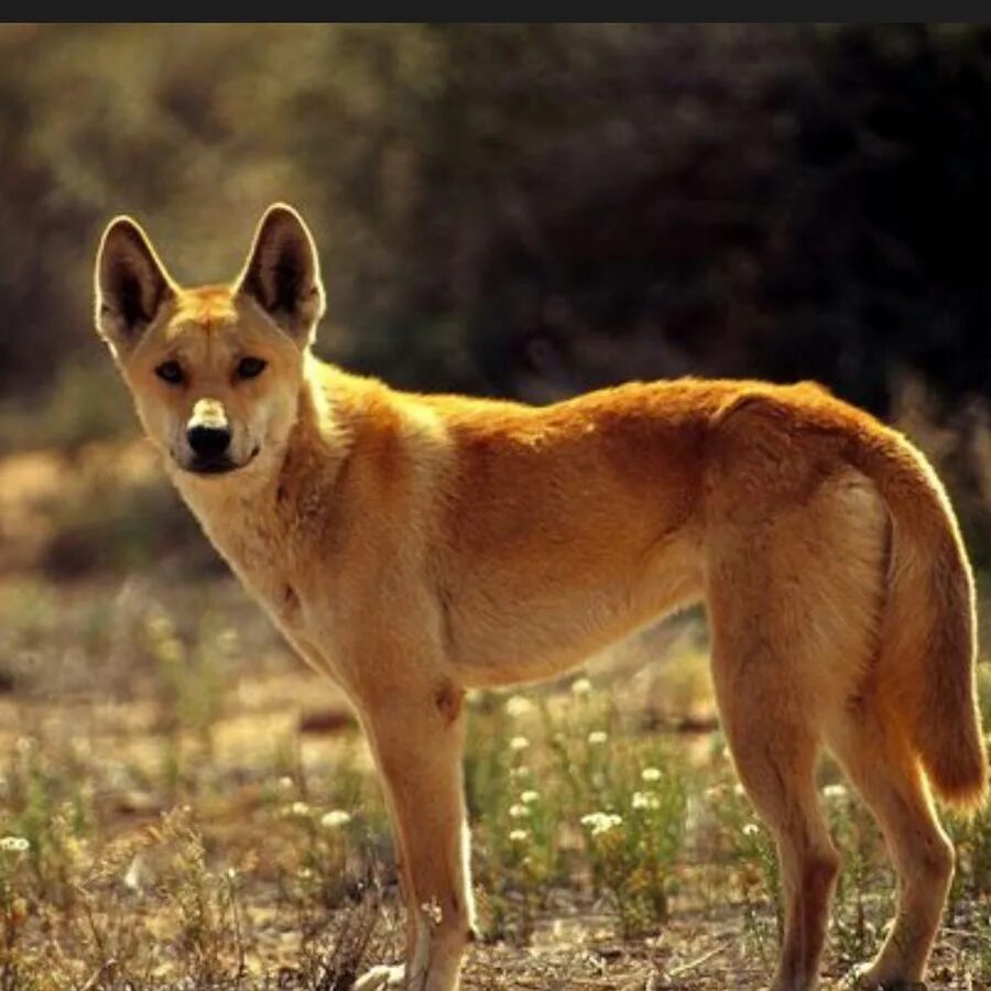 Our Awesome 4 Day Fraser Island (K'gari) Camping Trip: Dingoes Visit Our Campsit