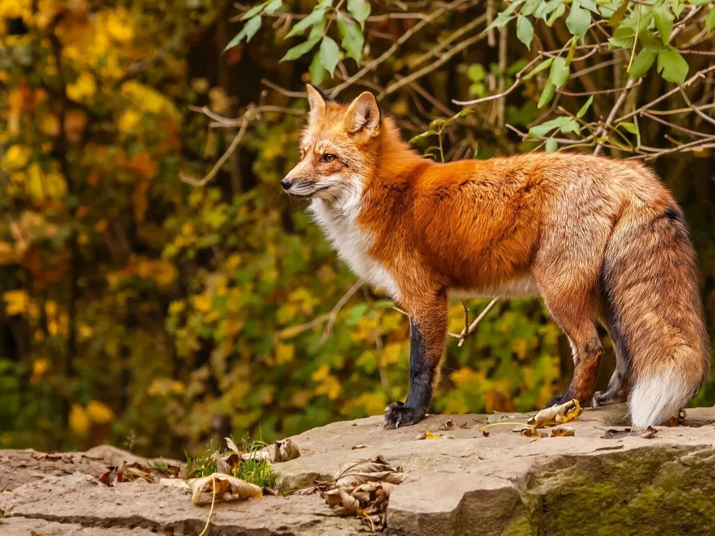 Лесные животные. Звери в лесу. Лесные звери. Лиса. Red fox 4