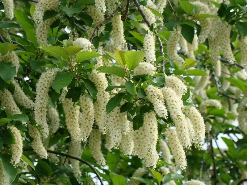 шелковица зеленая. морус альба шелковица черная. тутовник дерево цветет. шелковица плакучая цветение. как цветет шелковица.