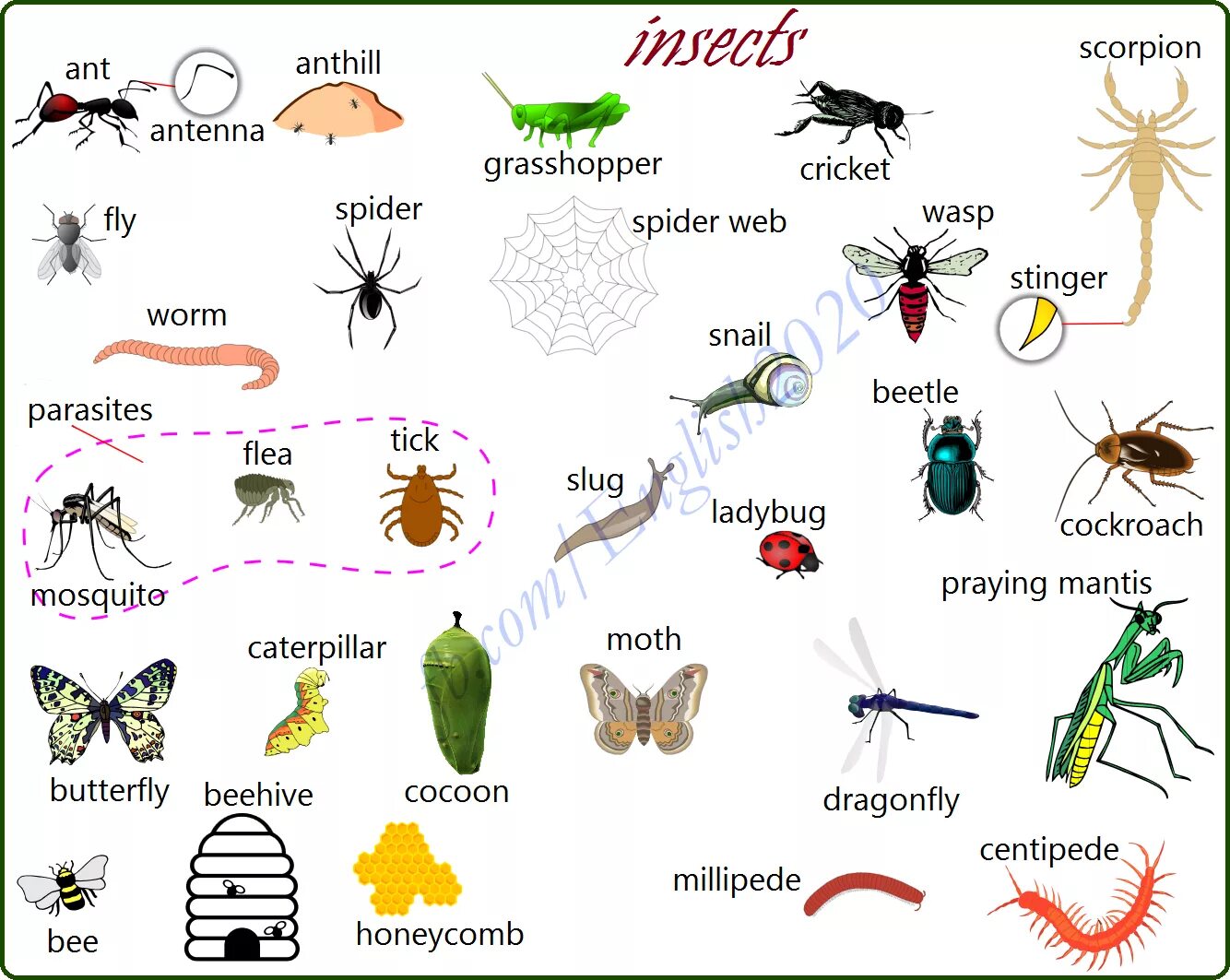 Насекомые на английском языке с переводом на русский. Названия насекомых на английском языке с переводом. Тема насекомые английский. Насекомые на английском языке для детей. Жук на английском языке