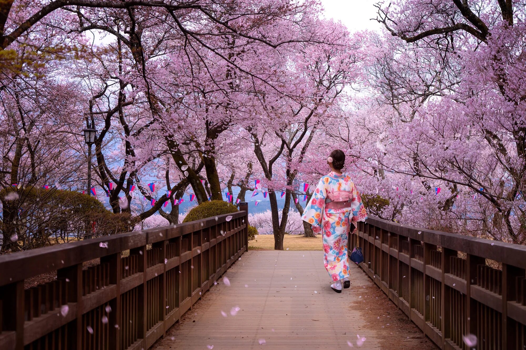 Yellow spring road япония. Ханами в Японии. Праздник цветения Сакуры в Японии. Япония Сакура Ханами. Фестиваль цветения Сакуры в Японии.