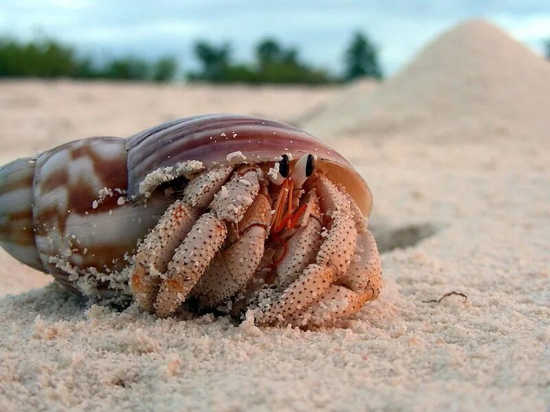 Черноморский краб отшельник. Coenobita perlatus. Краб отшельник большой. Рак-отшельник обыкновенный.