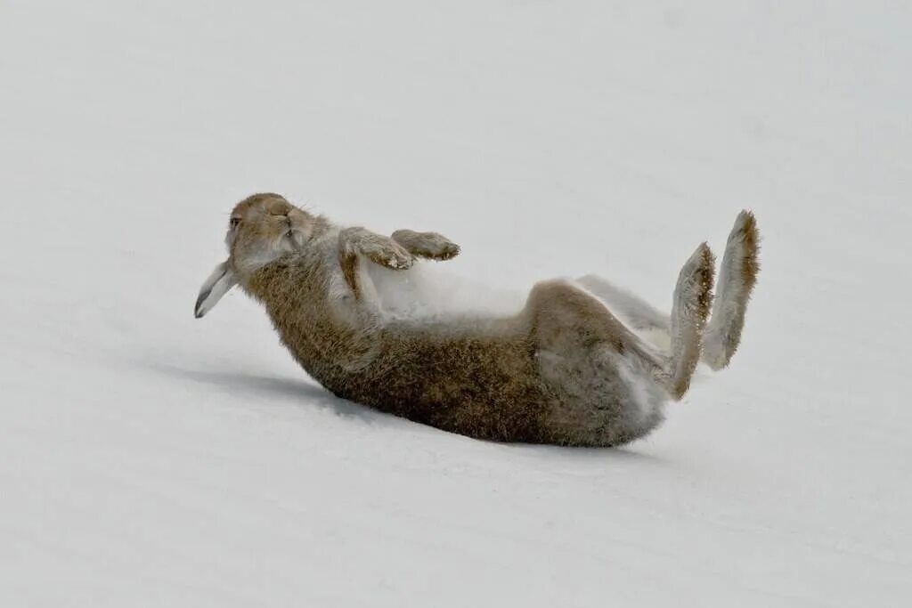 Заяц бежит. Заяц на снегу. Лежачий заяц. Заяц кубарем с горы. Скатиться кубарем