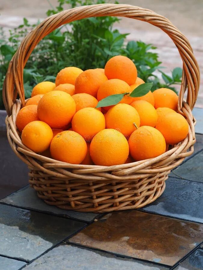 Корзинка с апельсинами. Корзинка с мандаринами. Большая корзина с апельсинами. Корзинка мандаринов и апельсинов. Сколько мандаринов в корзине
