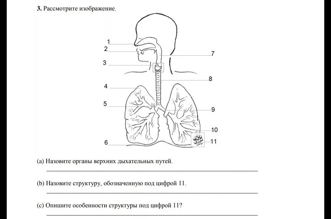 Соотнесите изображение органа дыхания с представителем класса. Строение дыхательной системы человека схема. Динамическая схема дыхательных путей. Дыхательная система человека рисунок. Система органов дыхания схема.