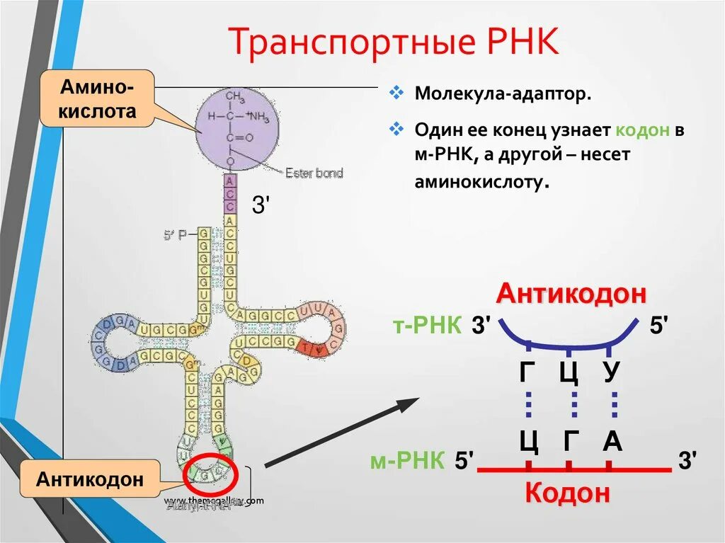 Транспортная РНК. Строение транспортной РНК. Структура транспортной РНК. Структура т РНК.