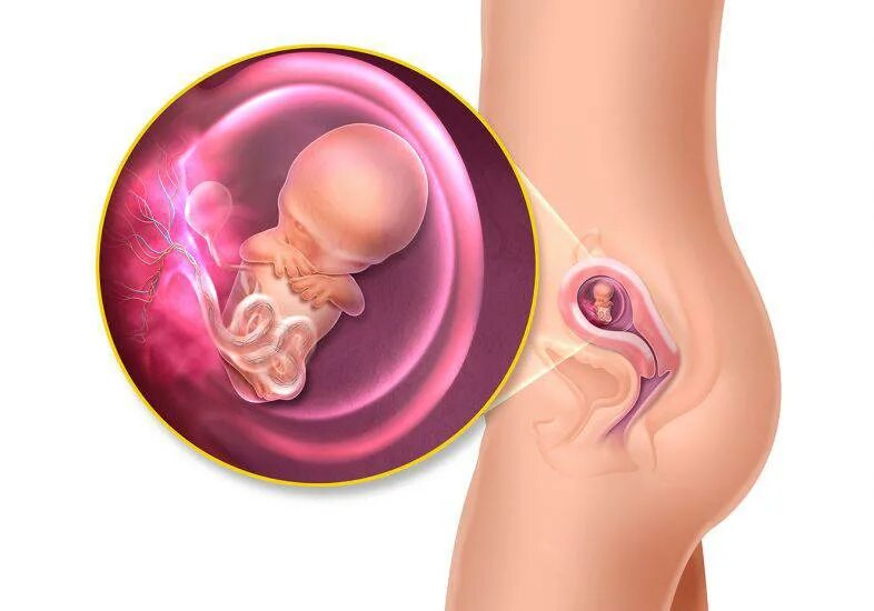 Беременность девять. Ребёнок на 9 неделе беременности. Плод на 9 неделе беременности.