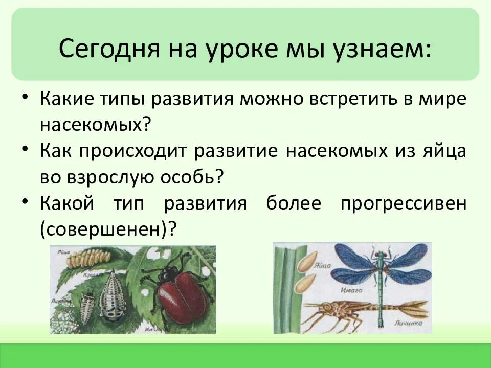Типы развития животных 7 класс. Типы развития насекомых. Стадии развития насекомых. Типы развития насекомых презентация. Как происходит развитие насекомых.