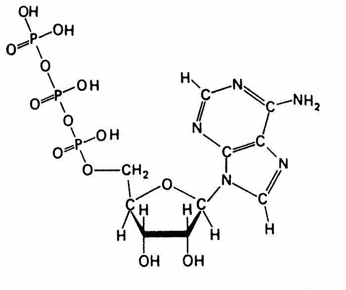 Строение молекулы АТФ. Схема молекулы АТФ. Схема строения молекулы АТФ. Строение молекулы АТФ рисунок.