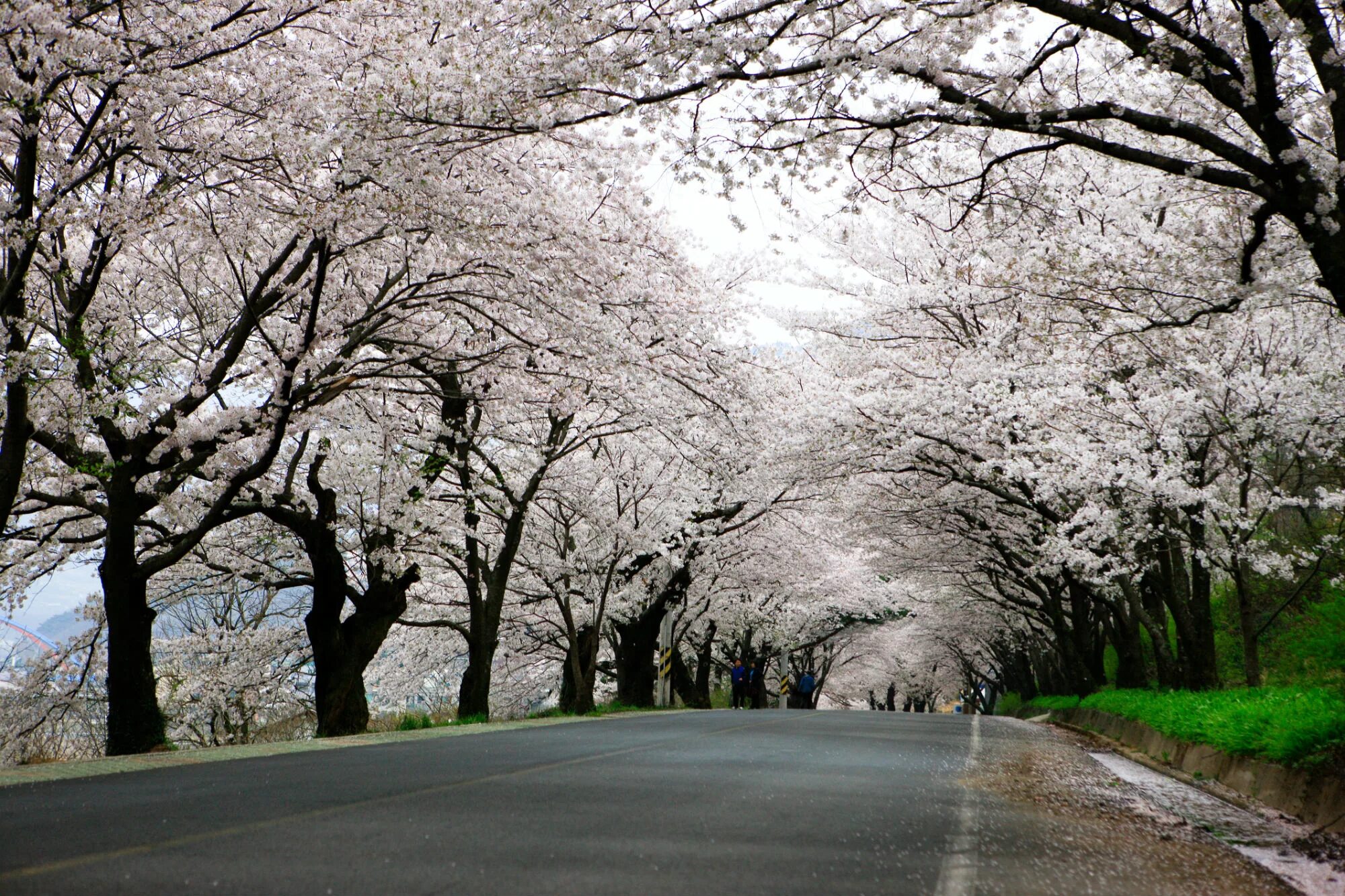 Yellow spring road япония. Hadong Cherry Blossom. Дорога Кёнджу Южная Корея Сакура. Сакура дорога. Японская дорога.