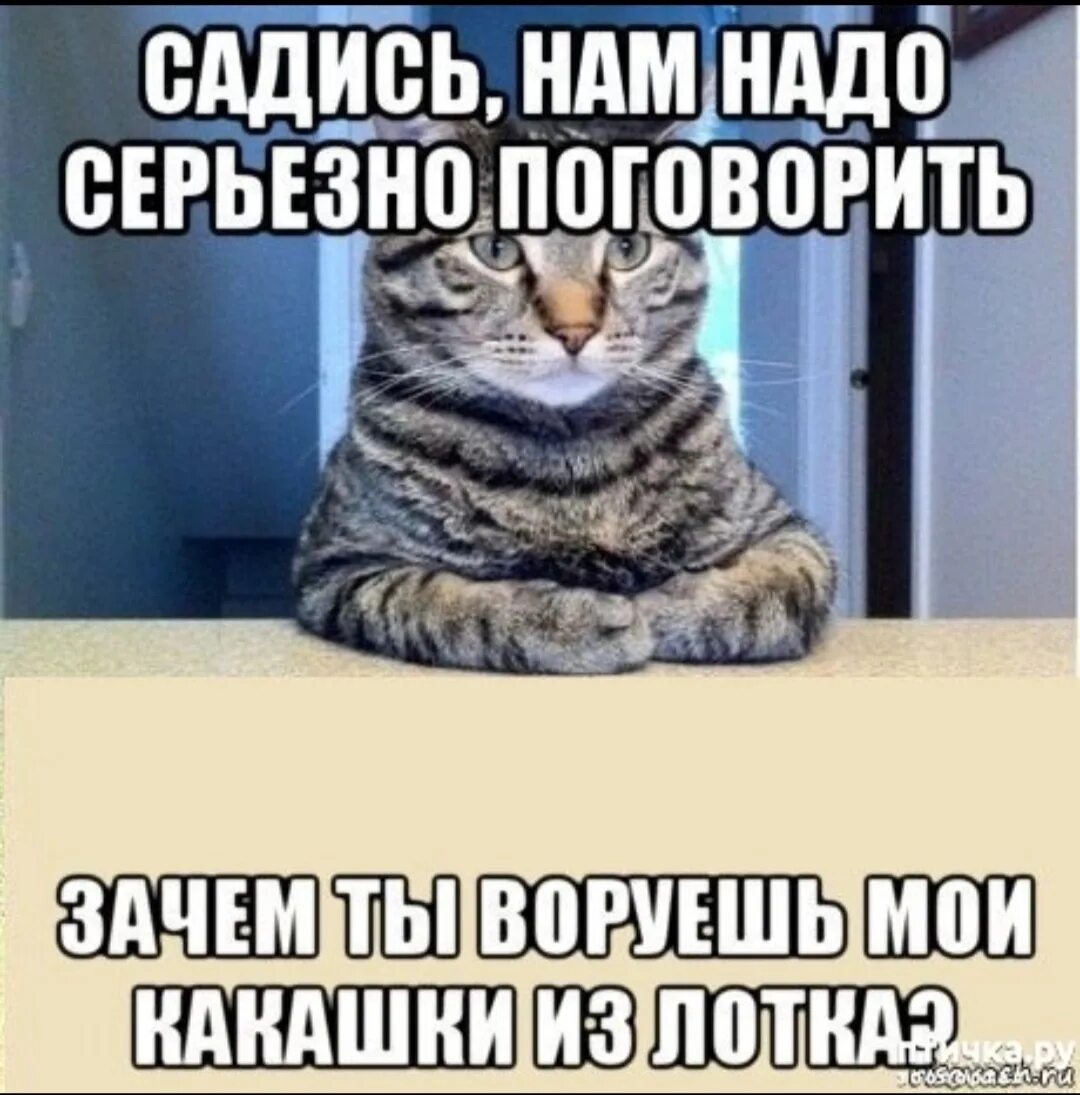 Садись нам надо серьезно поговорить. Человек нам надо серьезно поговорить. Кот серьезный разговор. Кот нам надо поговорить.