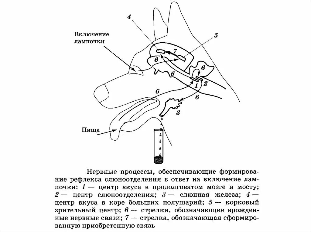 Условная дуга слюноотделительного рефлекса. Дуга слюноотделительного рефлекса рисунок с обозначениями собака. Рефлекторная дуга безусловного слюноотделительного рефлекса. Схема дуги условного слюноотделительного рефлекса. Дуга слюноотделительного рефлекса рисунок.