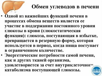 Углеводы в печени