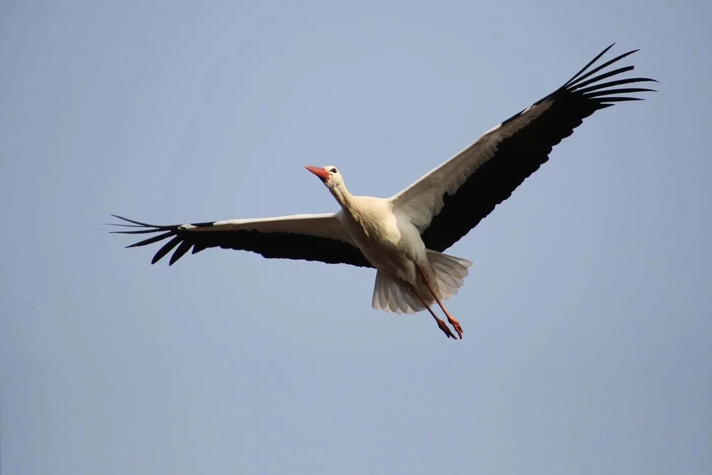 Белоруссия белый аист. Белый аист беларусь. Белый аист летит над белесым слушать. Сумишевский ярослав аист. Белый аист летит.