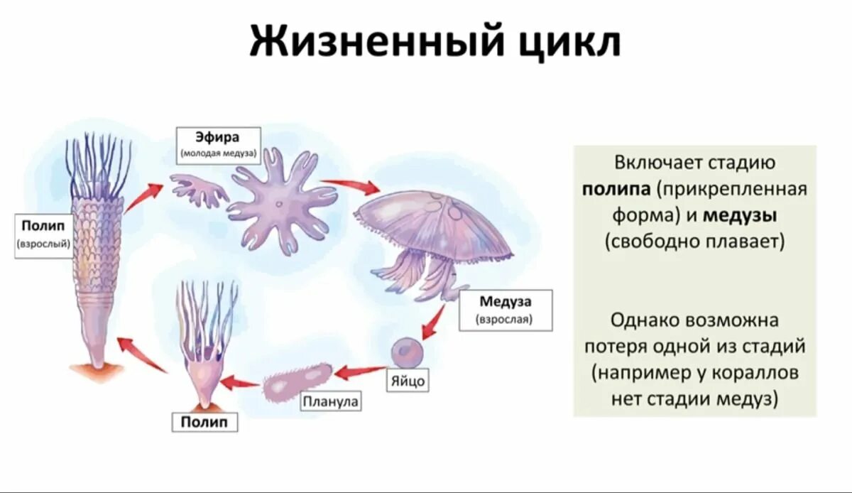 Цикл гидроидных медуз. Цикл размножения полипов. Цикл развития кишечнополостных. Жизненный цикл медуз ( в виде схемы)..