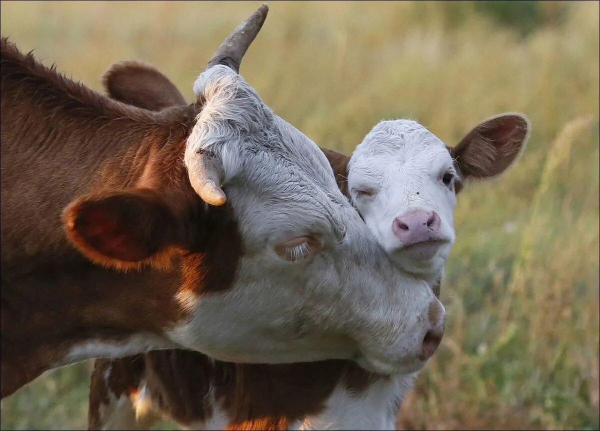 Красивая коровка. Корова. Коровы и телята. Сельскохозяйственные животные. Красивый теленок.
