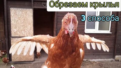 Как обрезать курам крылья чтобы не летали