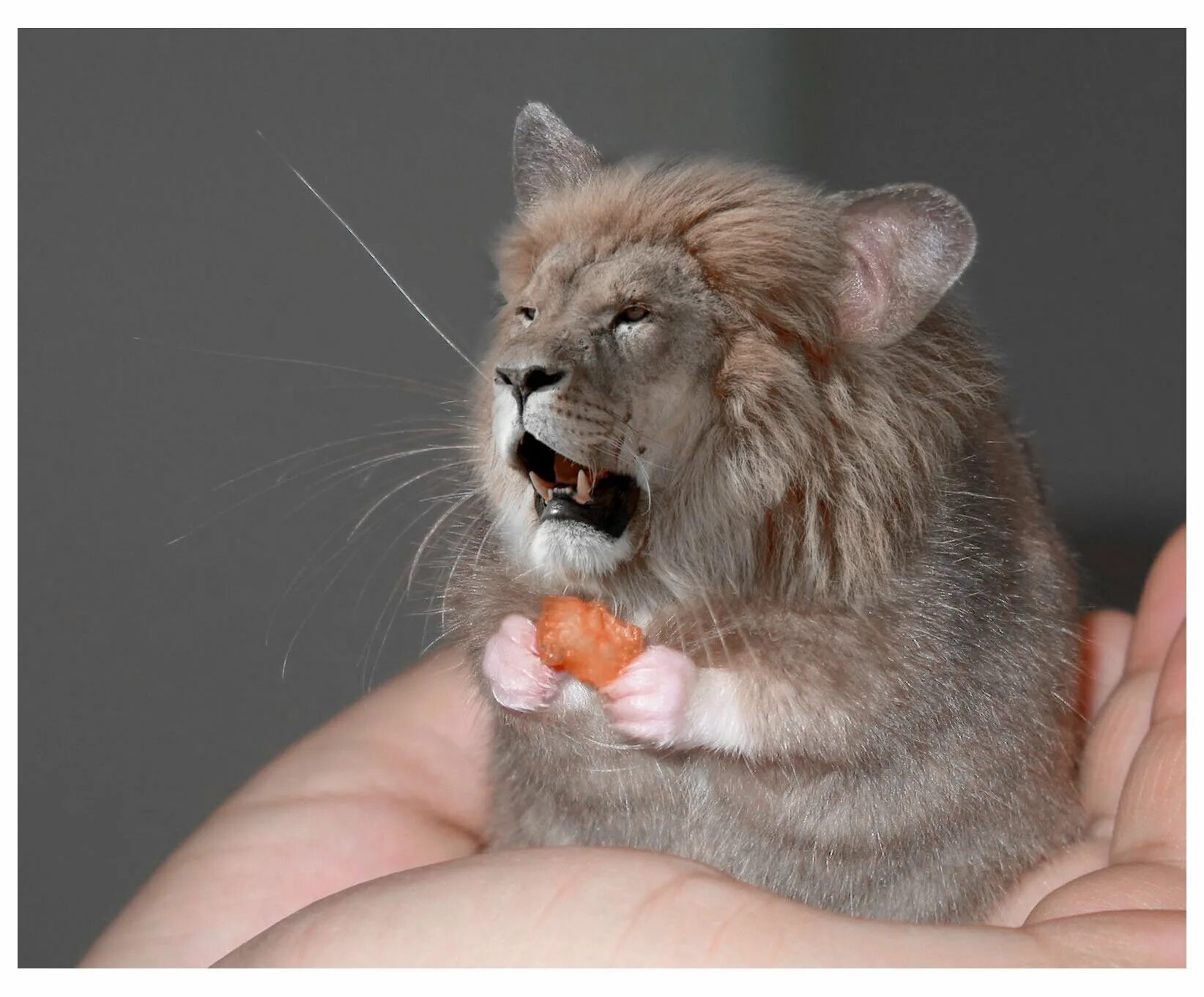 лев по году рождения. лев крыса 2024. лев крыса 2024. лев и крыса женщина характеристика. символ крысы.