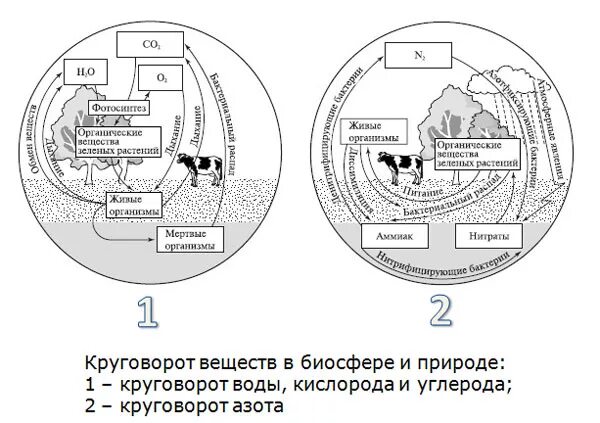 Круговорот в биосфере схема. Круговорот веществ в биосфере схема. Круговорот веществ в биосфере схема 6 класс география просто. Зарисовать схему круговорота веществ в биосфере,. Грибы включаясь в круговорот веществ в биосфере